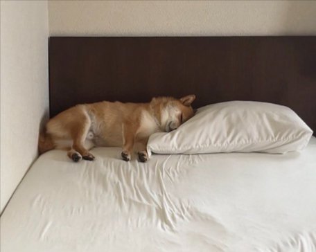枕