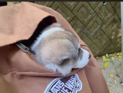 ひとまず連れて帰ることに