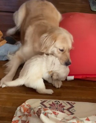 パピーを厳しくしつけるマチルダちゃん