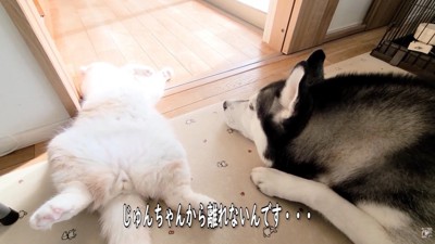 傍から離れない…