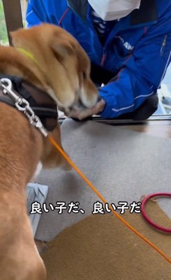 褒められるおいも君