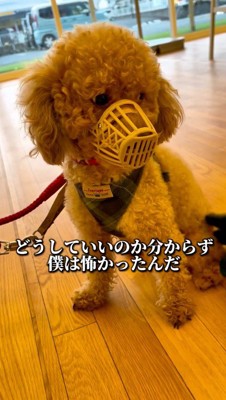 口輪をされている犬