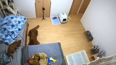 よもぎちゃんはソファの下をチェック