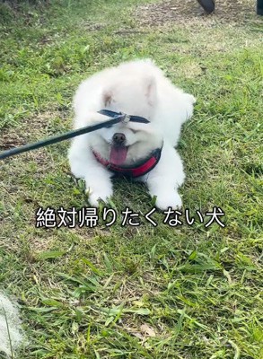 「絶対に動きません!」
