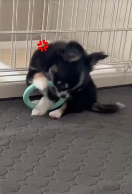 おもちゃをガブガブッ