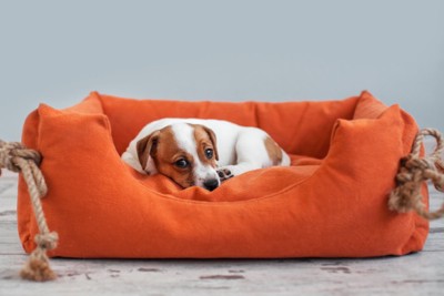 ベッドの中で丸まる子犬