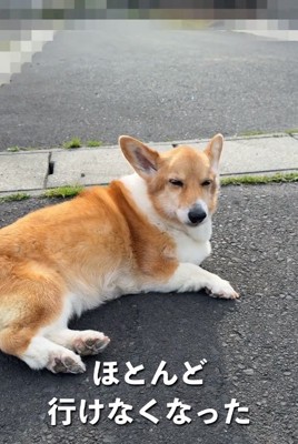 座り込むモコちゃん