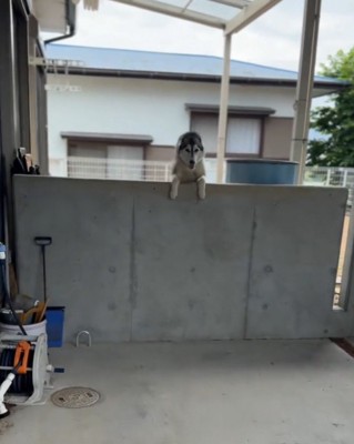 庭の塀の上から飼い主を見つめる黒い犬