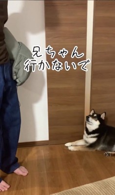 お兄ちゃんを引き止めるダンクくん