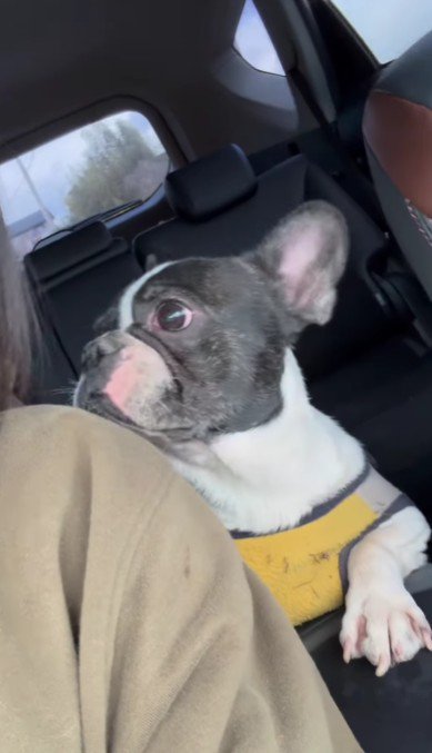 投稿主さんの家で保護することに