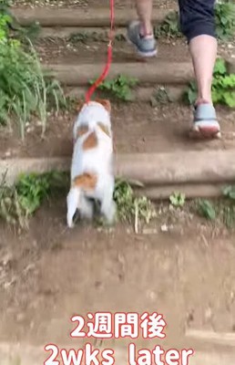 階段を駆け上る子犬