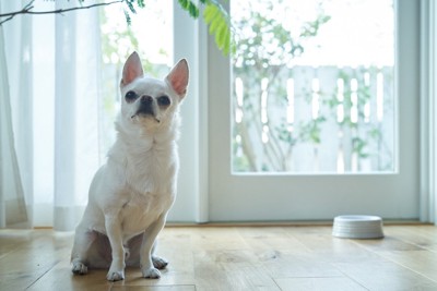 チワワ、背後に白い食器