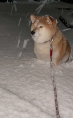 雪に埋まる柴犬