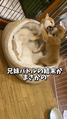 赤い首輪の子犬に飛びかかる緑の首輪の子犬