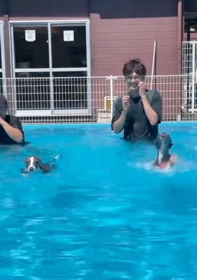 泳ぎ始める犬たち