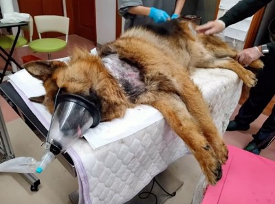 ベッドに横たわるジローちゃん