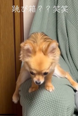 ソファーのひじ掛けにまたがる小型犬