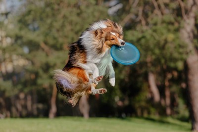 ディスクをキャッチするシェルティー