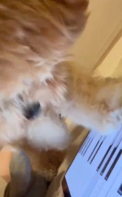 タブレットピアノを弾くちくわちゃん4