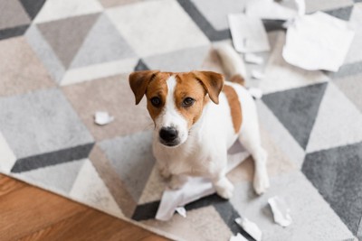 破れた紙くずと犬