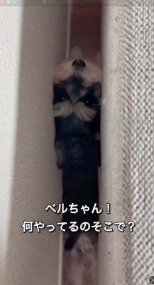 ソファと壁に挟まれている犬に話しかける飼い主