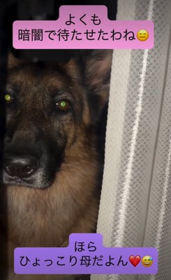 見つめる犬