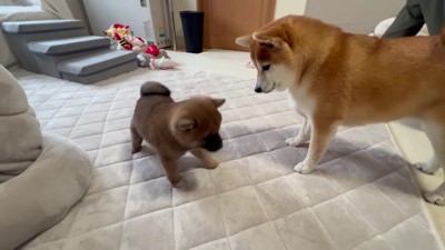 「これが…弟…?」