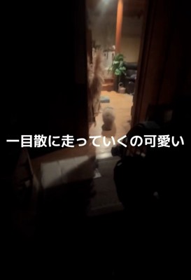 部屋の奥へ走っていくるるちゃん