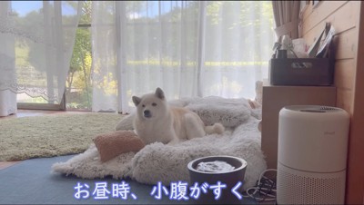 家族の方を見つめる犬