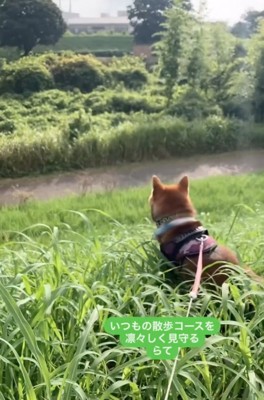 川沿いを散歩する柴犬