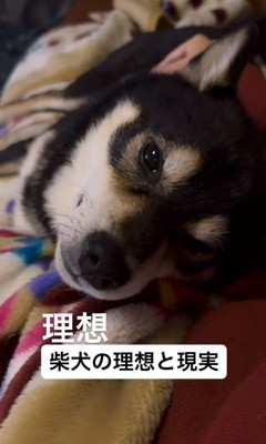 柴犬を飼う理想と現実2