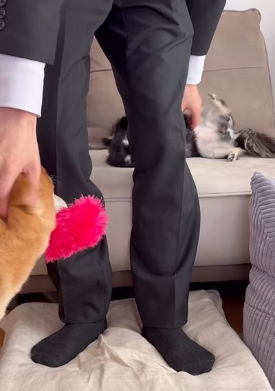 寝転がって撫でてもらう犬