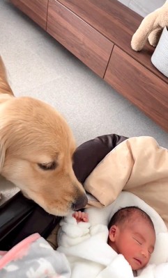 リリーちゃんと弟くんの初対面7