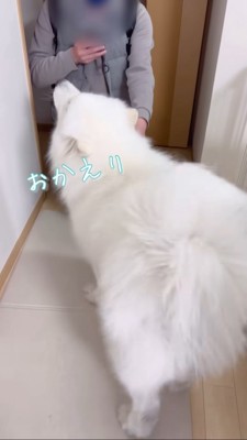 帰ってきたパパさんに撫でられるサモエド