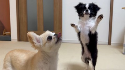 ピノちゃん&パルムちゃんのアイス争奪戦8