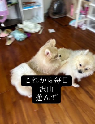 本当の兄弟のよう