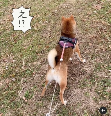 何かを見つめる柴犬