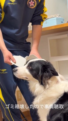 男性の方を見ないように顔を背ける犬