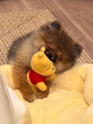 気持ちよさそうにスヤスヤ…