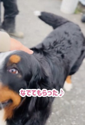 なでられて嬉しそうな犬