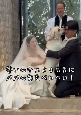 新郎に飛びついている犬