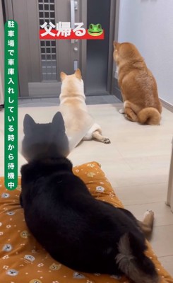 パパの帰宅を待つ3匹