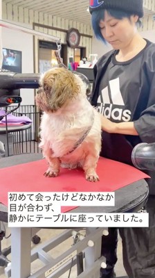 トリマーから目を逸らす犬