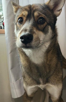 あまりにも人間らしい