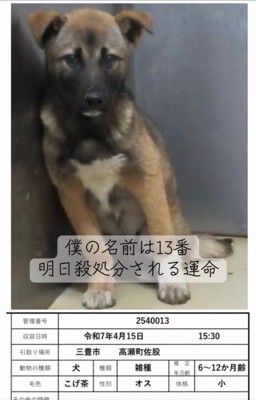 檻に収容される子犬