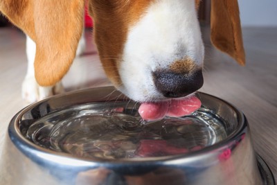 ボウルの水を飲む犬