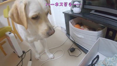 しょんぼり…