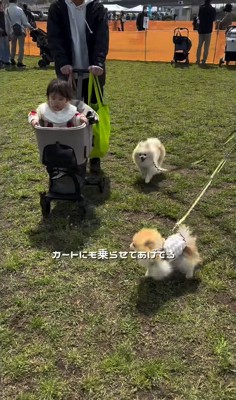 カートに乗る赤ちゃんと小型犬