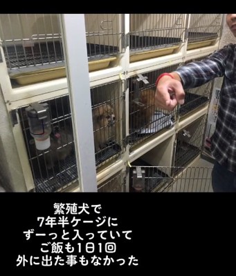 ケージの中のマハロちゃん