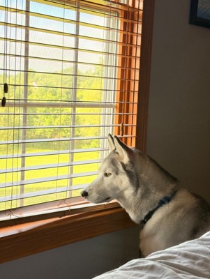 飼い主さんのそばで自宅警備中